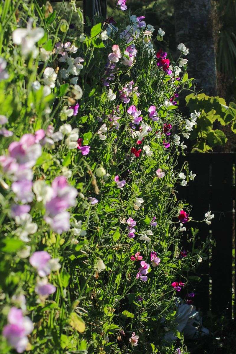 Sweet Peas Climb Toward A Fragrant Spring