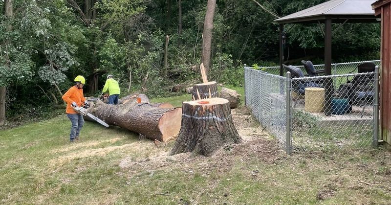 Local Tree Rules Add A Separate Layer
