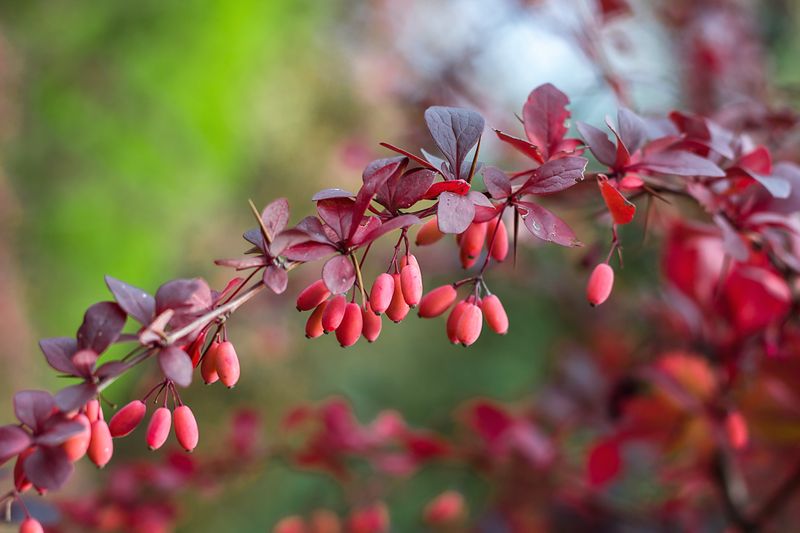 Japanese Barberry Is A Tick Motel