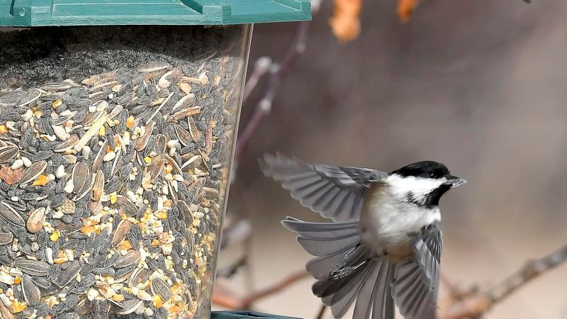 Remove Attractants And Protect Pets