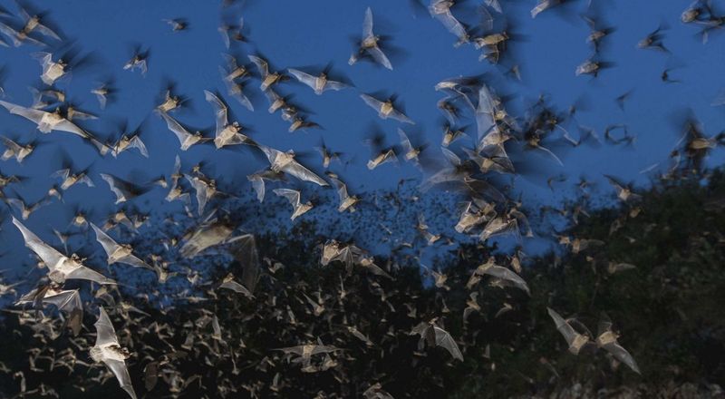 Eating Mosquitoes Does Not Equal Mosquito Control
