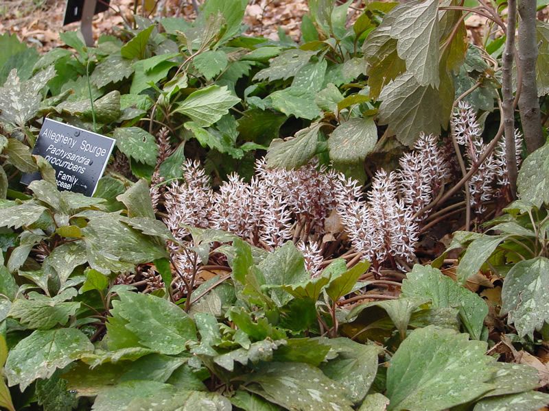 Allegheny Spurge Is An Evergreen Solution For Difficult Shade