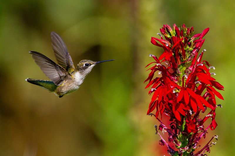 Red Tubular Blooms Match A Hummingbird’s Feeding Style