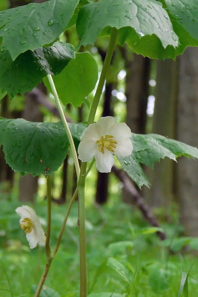 Mayapple Brings Woodland Whimsy To Bare Ground