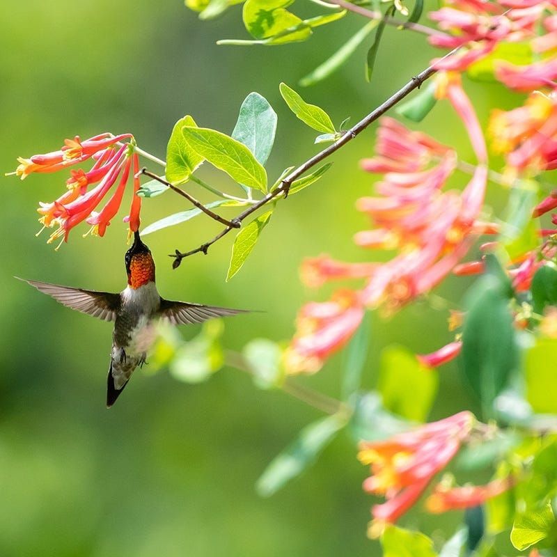 Coral Honeysuckle Feeds Hummingbirds Politely