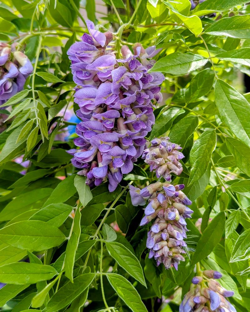 American Wisteria Brings Bloom Without The Bully