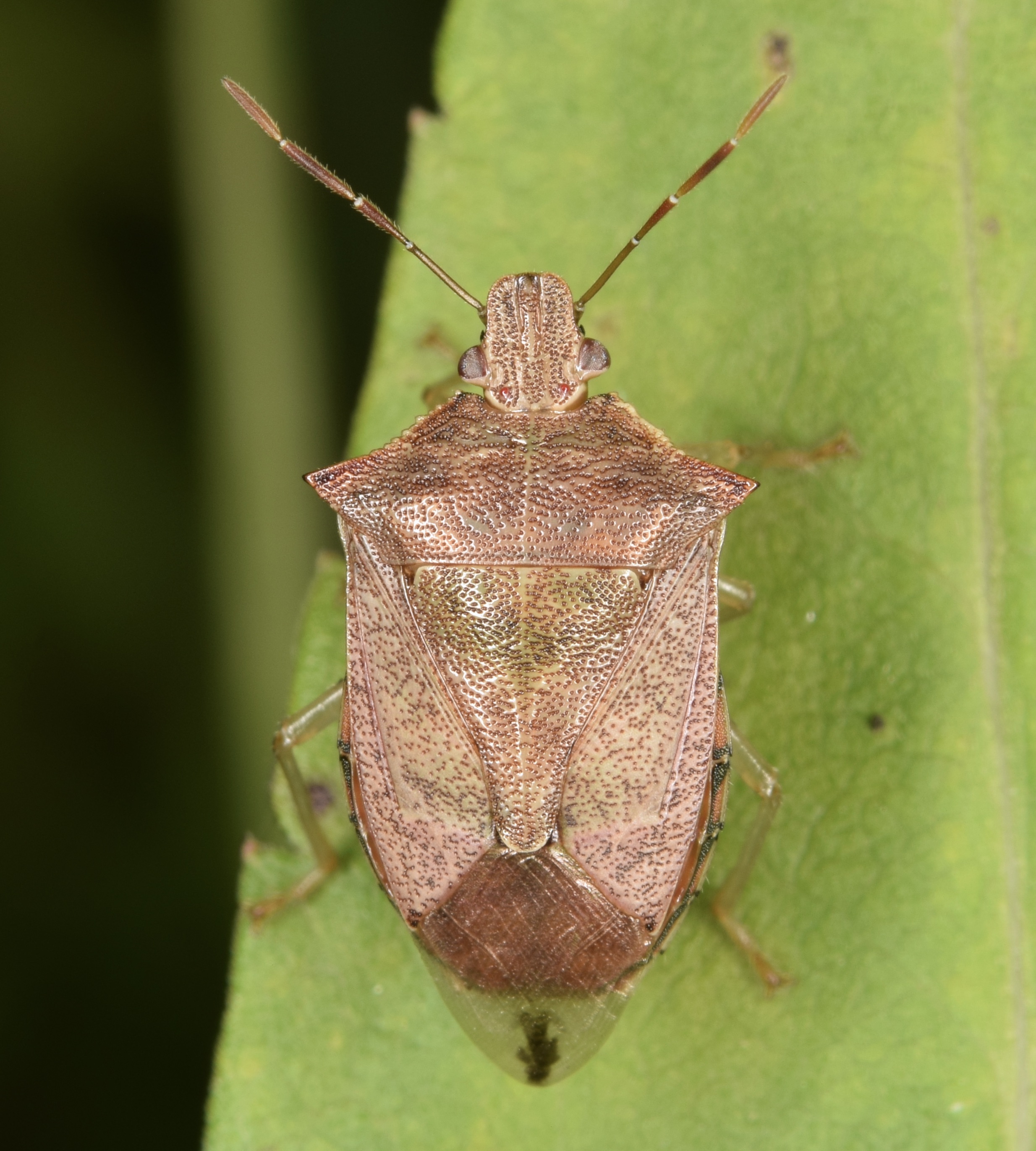 Spined Soldier Bugs Are Lanternfly Assassins