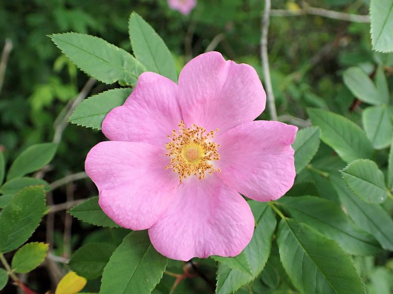 Swamp Rose Thrives Where Others Drown
