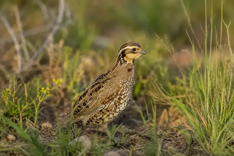 Northern Bobwhite Quail Sweep The Ground Cover