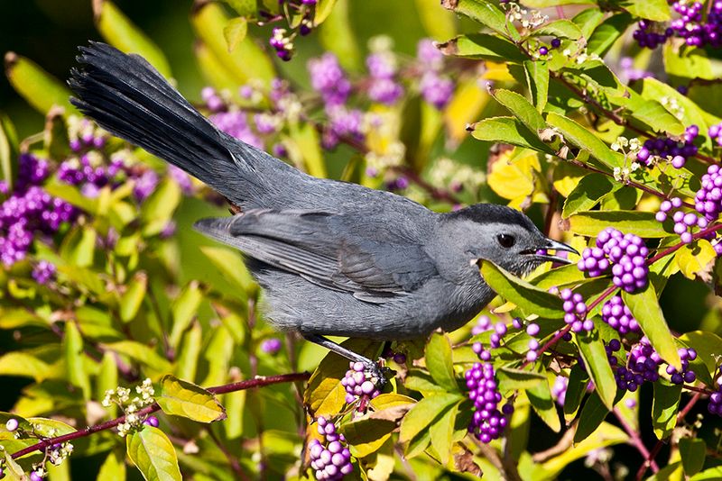 Gray Catbirds Snatch Pests From Thickets