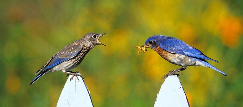 Regular Flocks Signal A Pesticide-Free System
