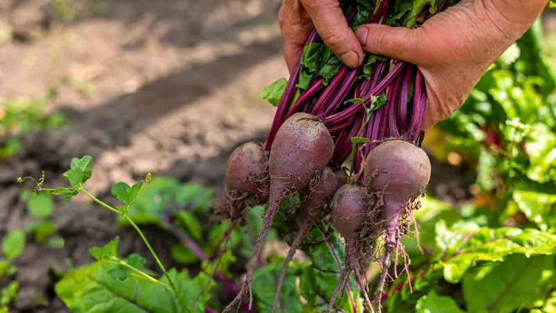 Beets Hand You Roots And Greens At Once