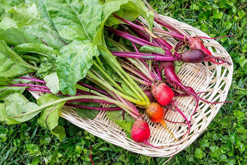 Beets Give You Two Crops In One Plant