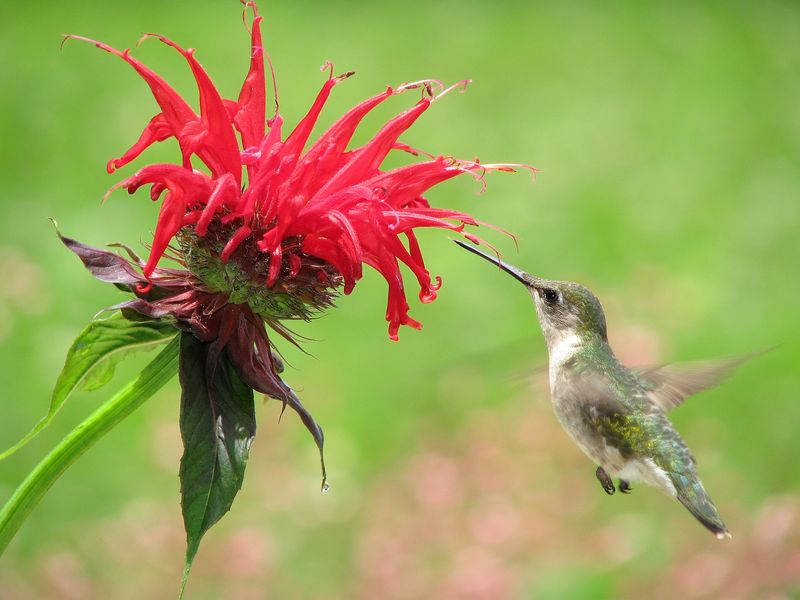 Bee Balm Colonizes A Bed With Rhizomes