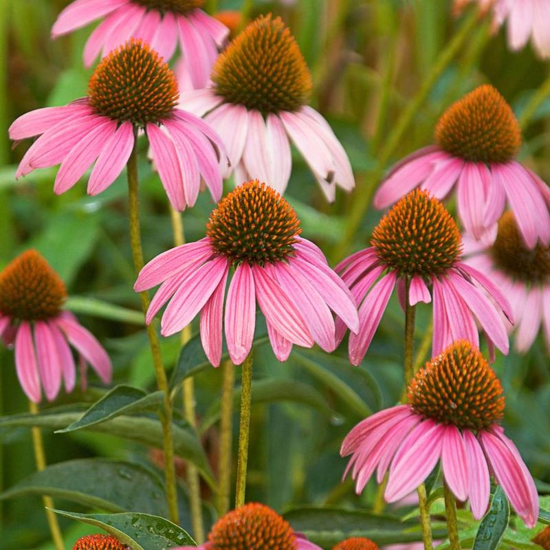 Coneflower