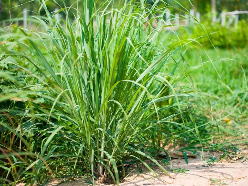 Lemongrass Builds A Zesty Scent Barrier