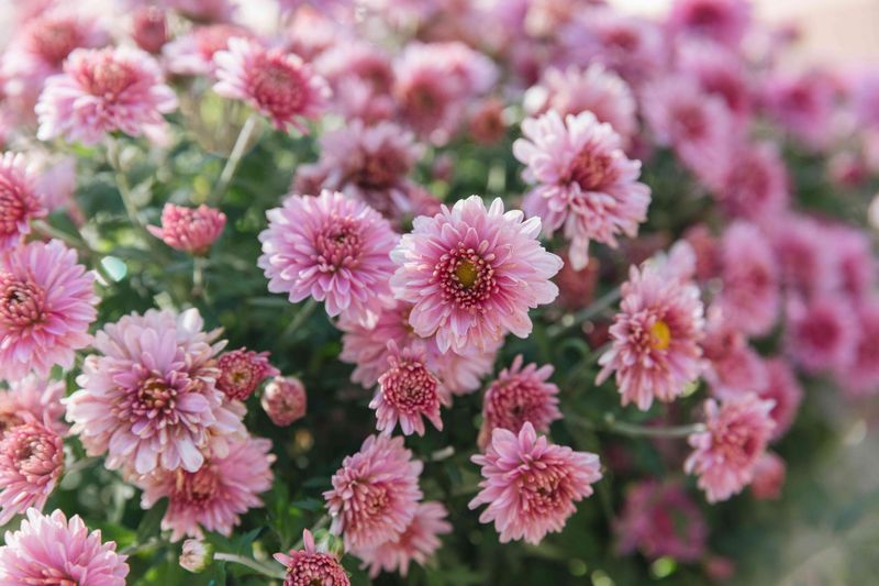 Chrysanthemums
