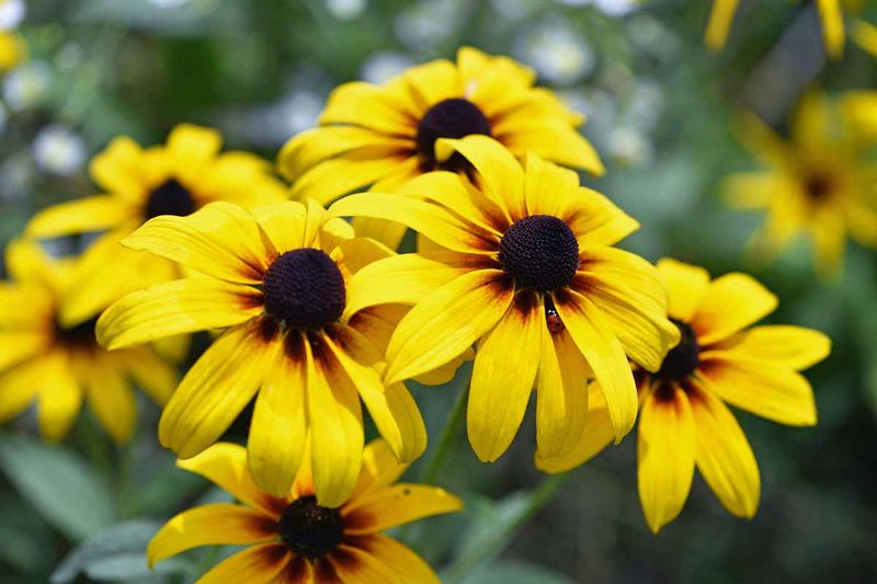 Black-Eyed Susan Invites Dragonfly Prey