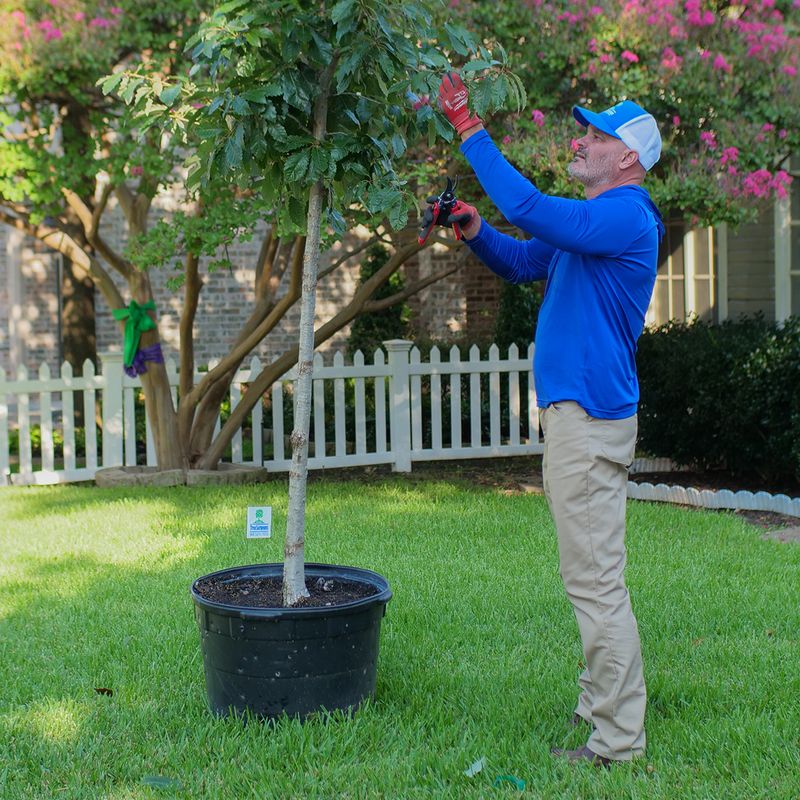 Smart Planting Makes All The Difference For New Trees