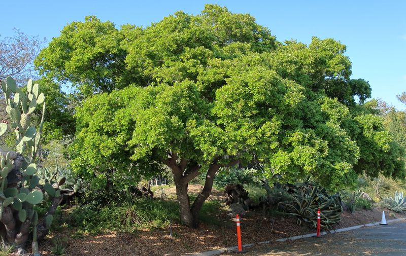 Escarpment Live Oak Keeps Its Cool Green All Winter