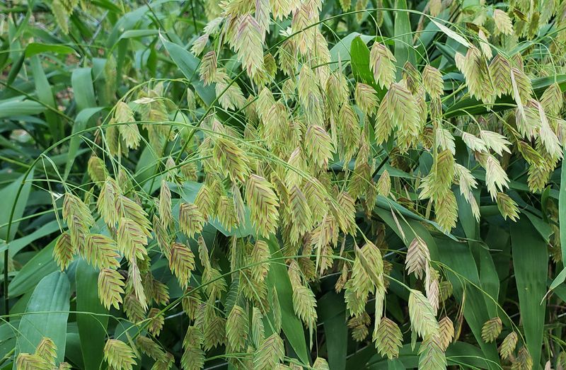 Inland Sea Oats Rustle With Movement In Deep Shade