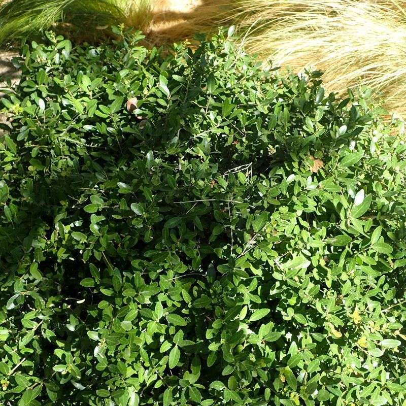 Dwarf Yaupon Holly Stays Green When Everything Browns