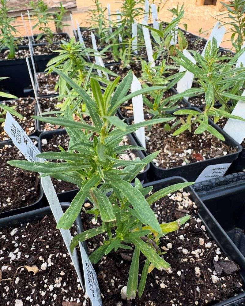 Small Growers Sell Wisdom Along With Plants