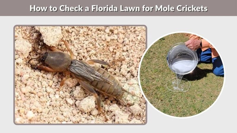 Use a Different Test for Mole Crickets