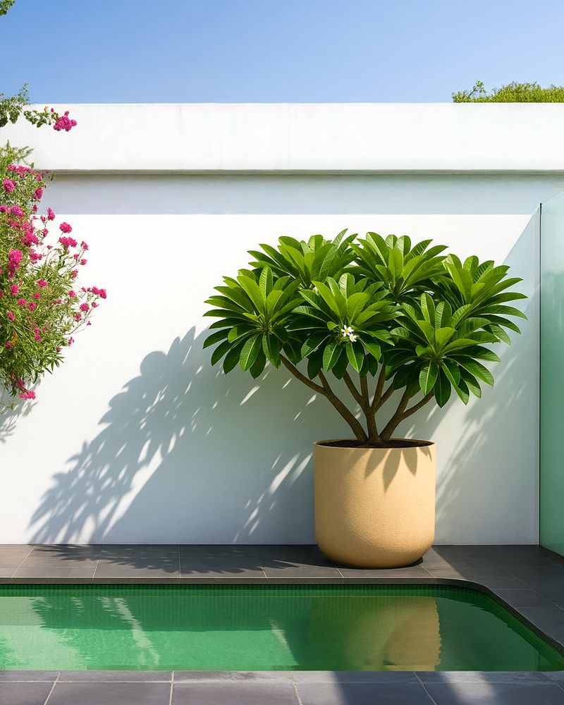 Give Remaining Buds Sun Without Saturating Roots