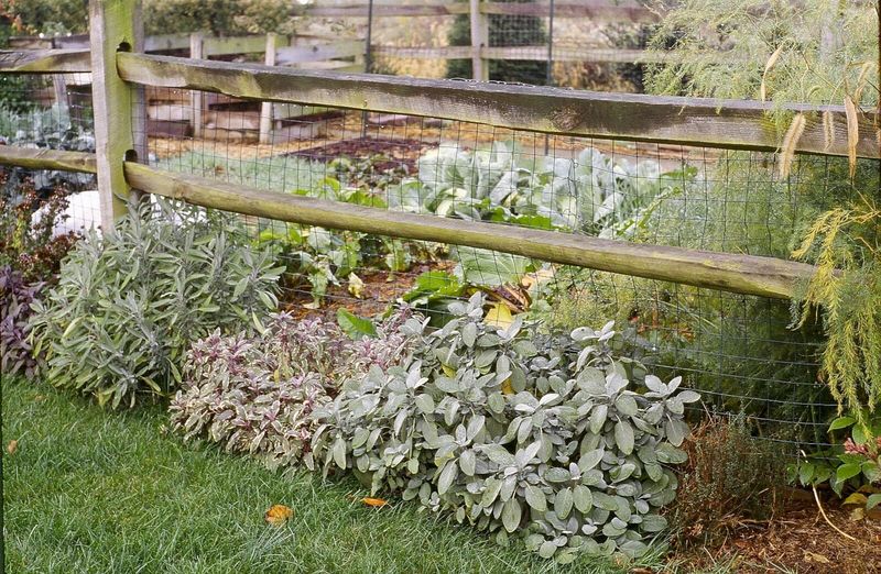 Use Exclusion To Protect Gardens And Sheds