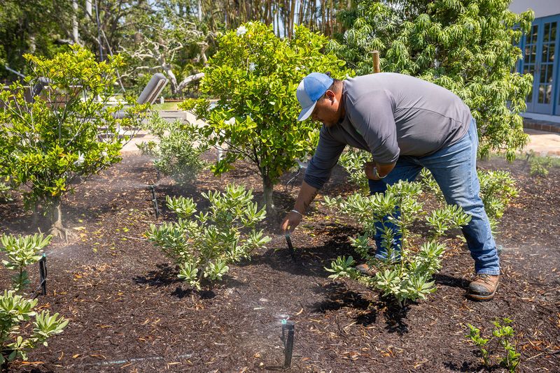 Water New Plants Before They Become Drought Tolerant
