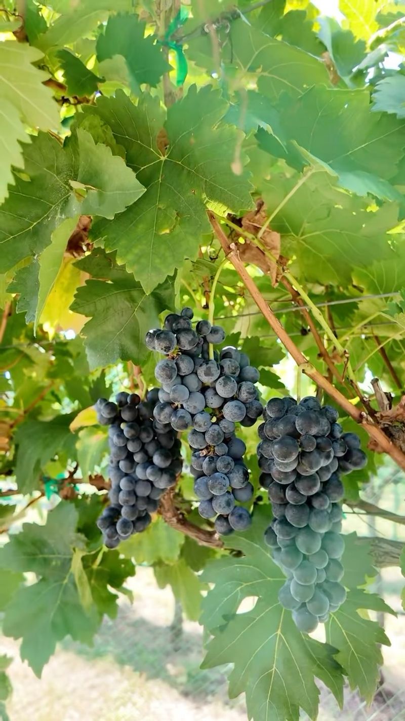 Aim For Balanced Moisture, Not Deliberate Drought