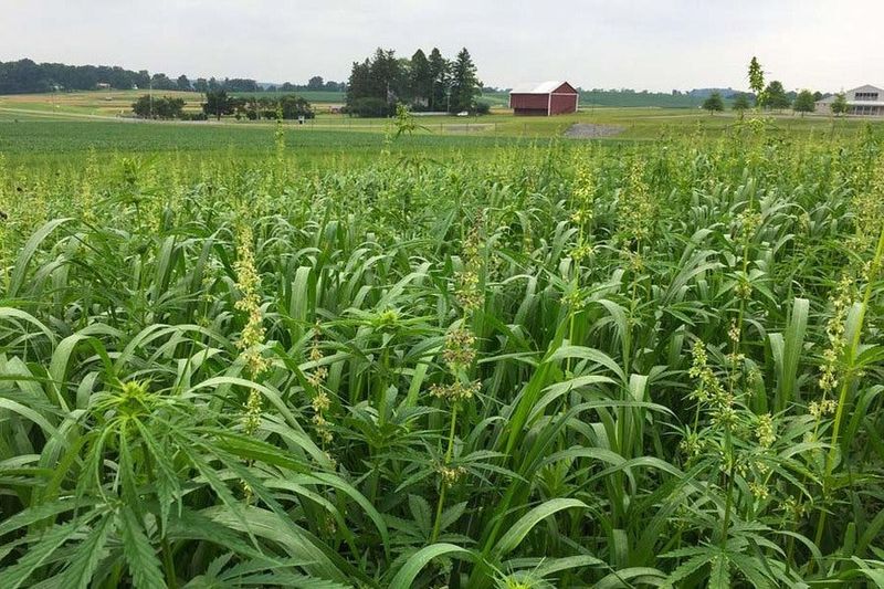 Choose Fiber Seed And A Suitable Site
