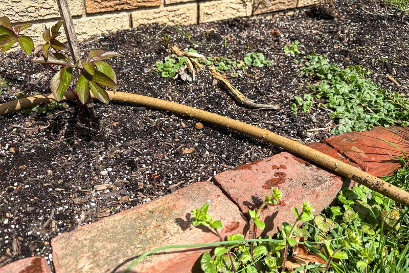 Give Dry Soil a Slow, Thorough Soak