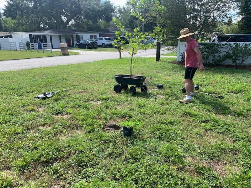 Prepare The Area And Set The Plants