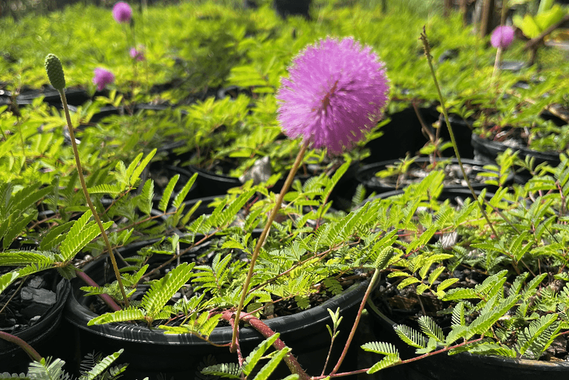 Start With A Trial Plot And A Realistic Planting Plan