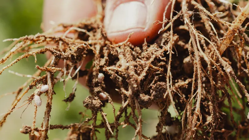 Wet Soil Calls For A Root Check