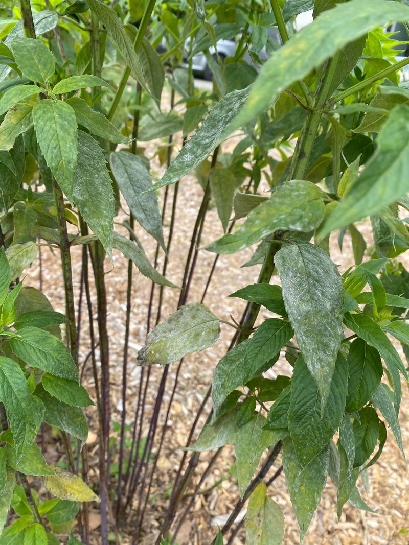 Crowding And Powdery Mildew Create Different Clues