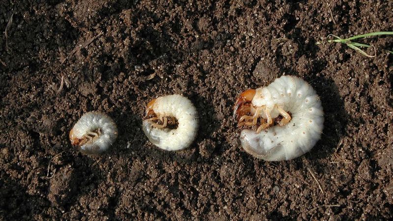 Ten Grubs Per Square Foot Is Not Universal