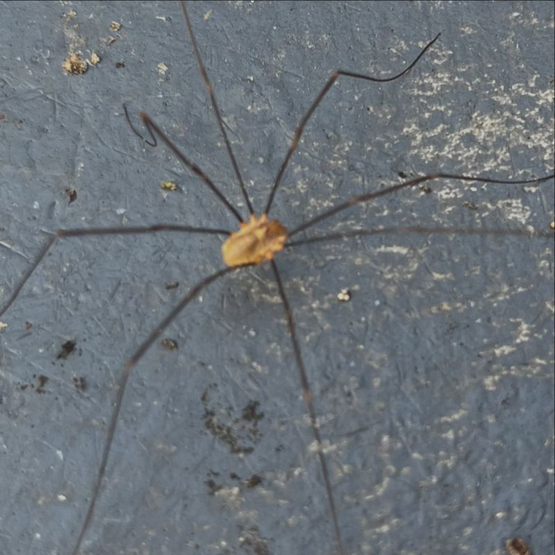 Leave the Harvestman and Choose Targeted Controls