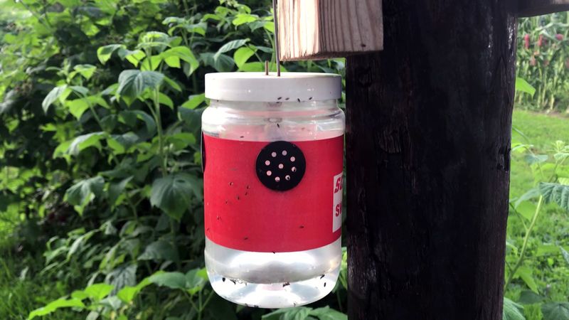 Start Monitoring Before the Berries Color