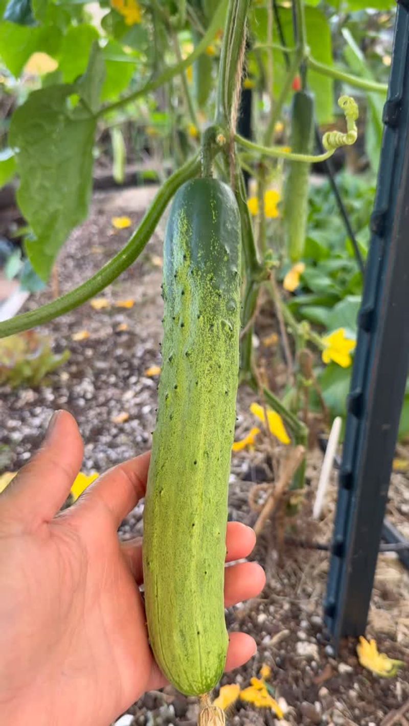 Remove Stalled Fruit and Protect New Growth