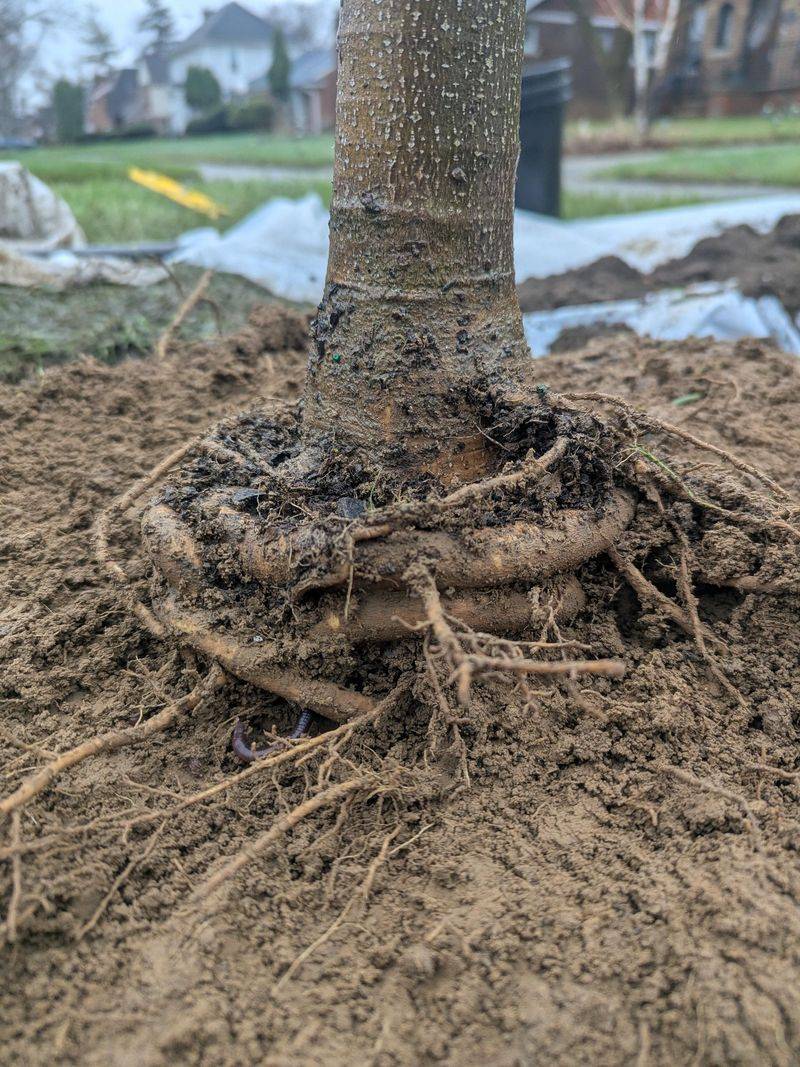 Plant for the Mature Tree