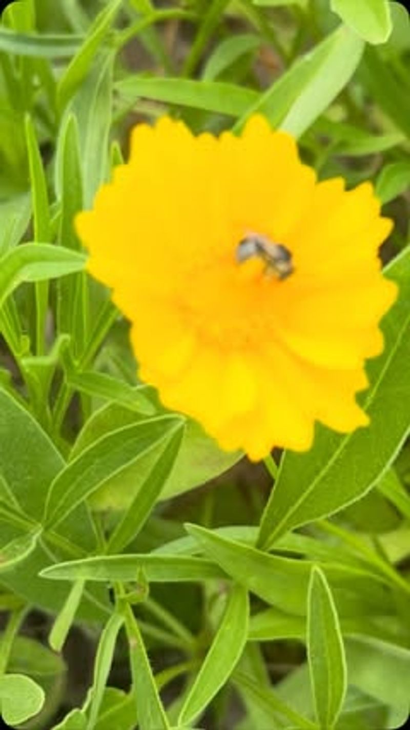 Lanceleaf Coreopsis