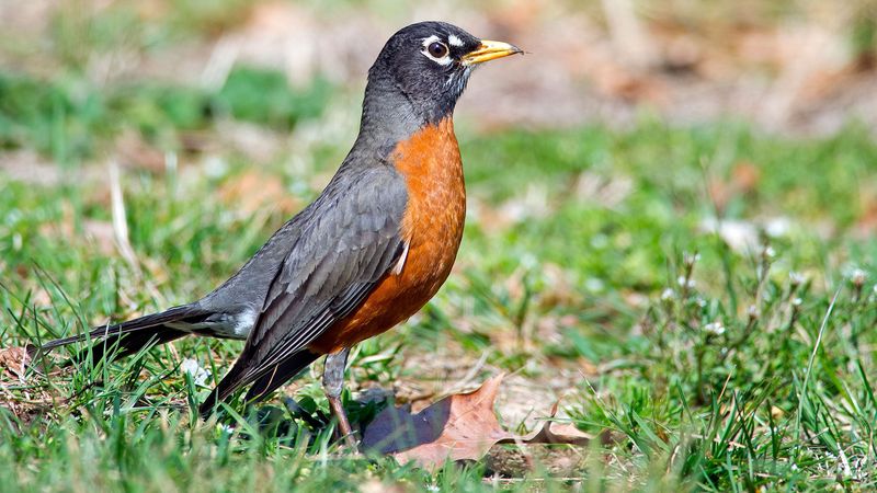 American Robins Are Ground-Foraging Tick Eaters