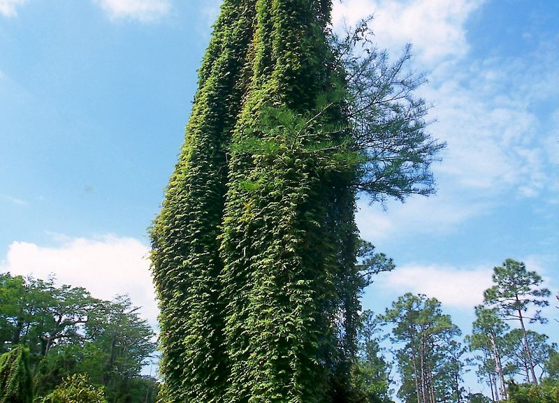 Old World Climbing Fern: A Fire Hazard In The Canopy