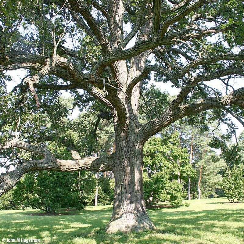 Bur Oak Grows Big And Beautiful