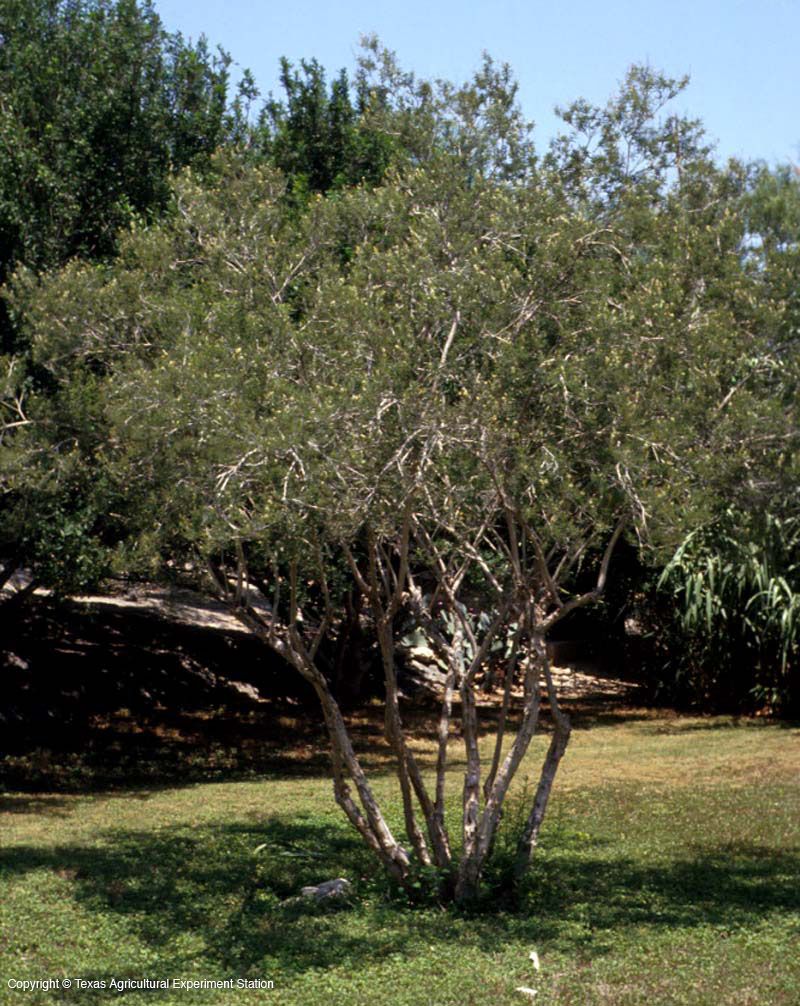 Texas Kidneywood Offers A Fragrant Canopy