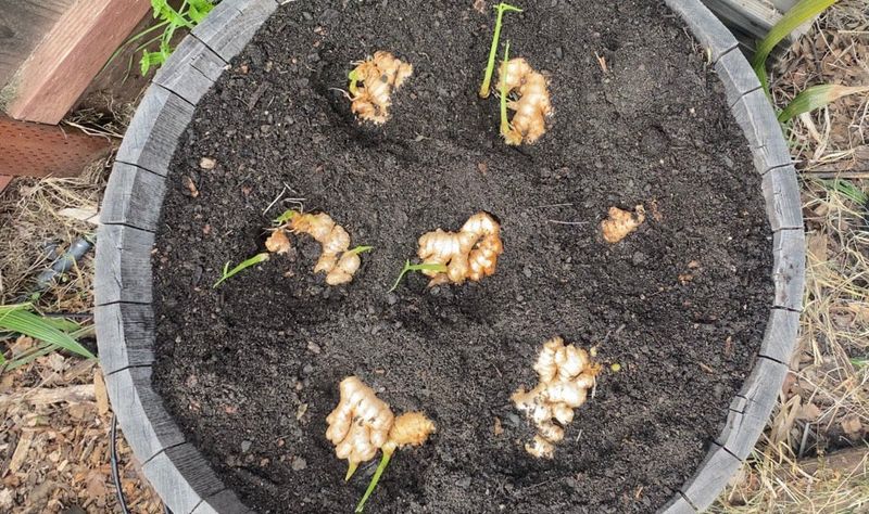 Set Up A Wide Container Before Planting