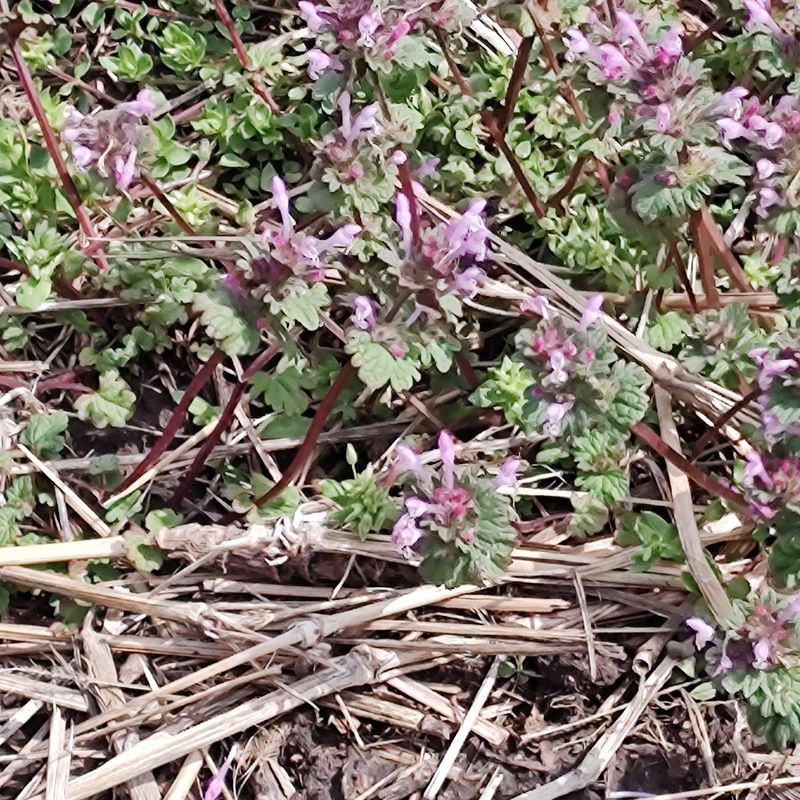 Other Purple Plants May Be Growing There